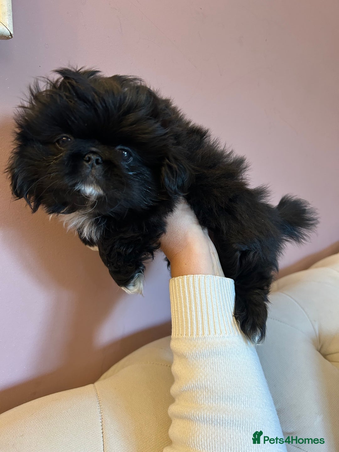 Pekingese dogs for sale: Stunning Quality Pekingese puppies Ready Now  - Image 6