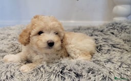 Maltipoo dogs for sale: F1b Maltipoo (Ready to leave now)   - Image 6