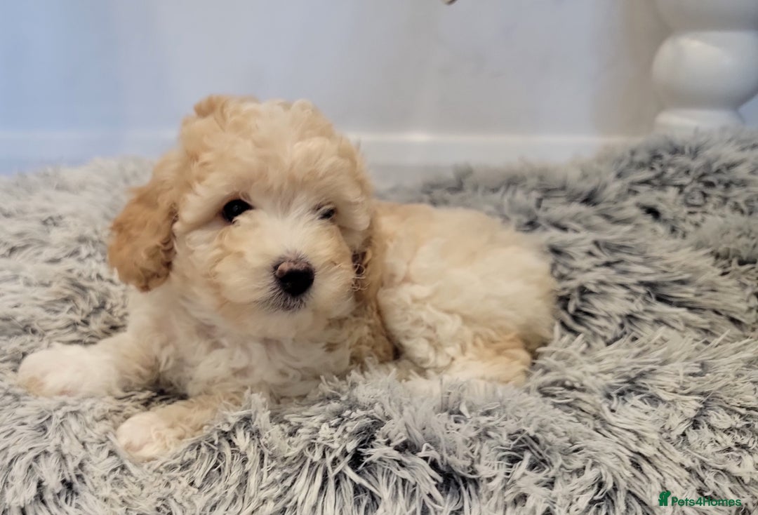 Maltipoo dogs for sale: F1b Maltipoo (Ready to leave now)   - Image 6