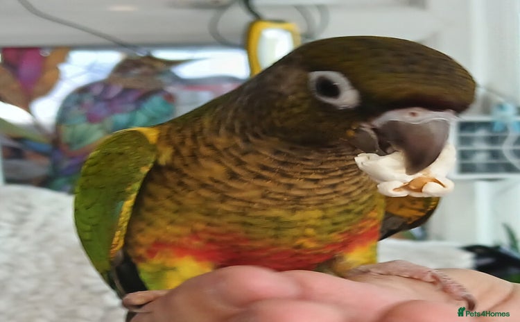 Conures birds - Advert 3