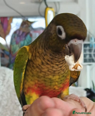 Conures birds - Advert 1