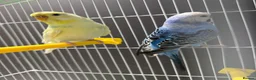 Budgerigars birds for sale: Few pair of budgies with cage  - Advert 18