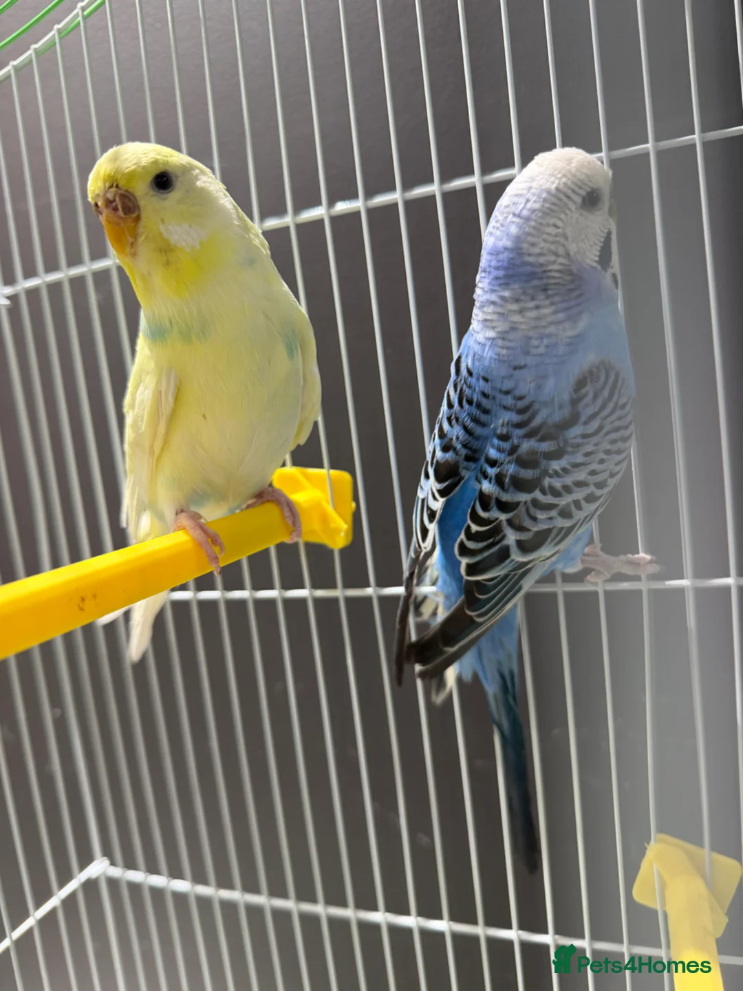 Budgerigars birds for sale: Few pair of budgies with cage  - Advert 18