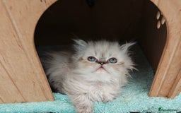 Persian cats for sale: Persian boy and girl  - Image 3