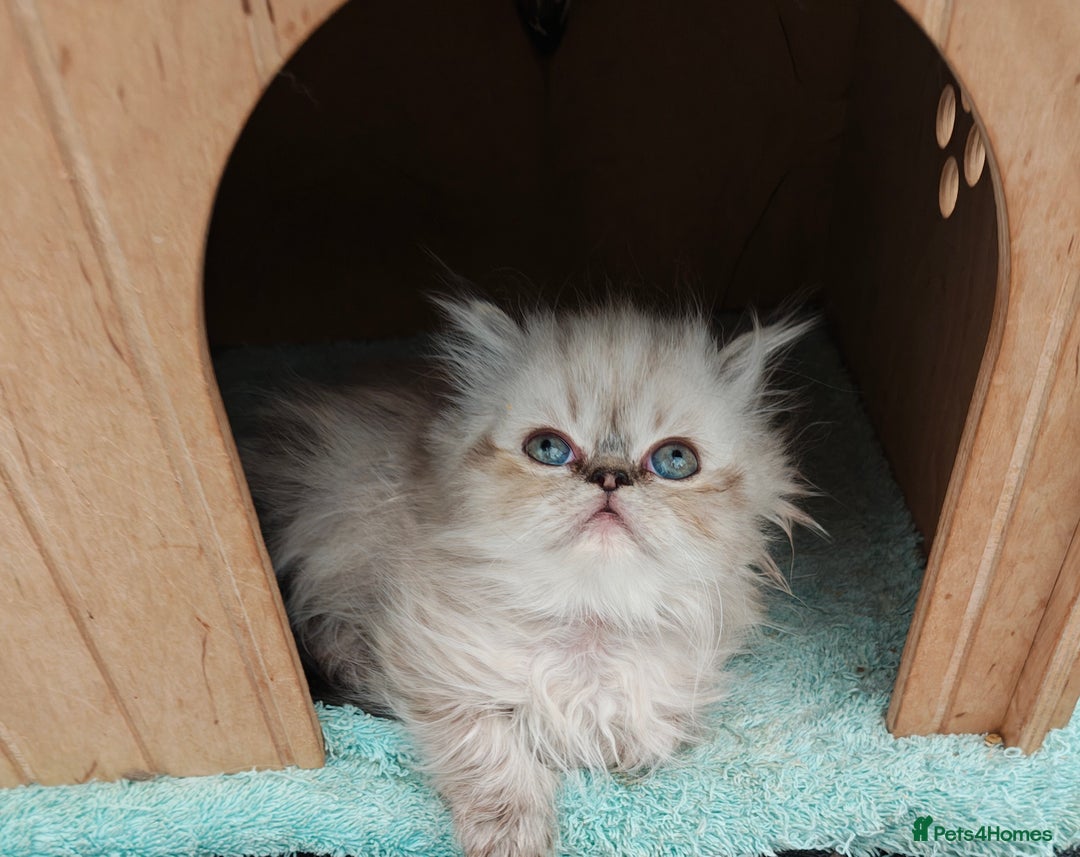Persian cats for sale: Persian boy and girl  - Image 3
