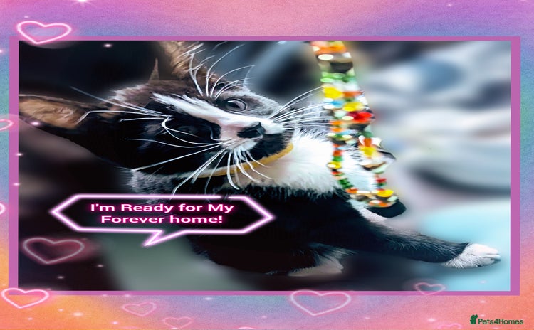 Domestic Shorthair cats - Advert 1