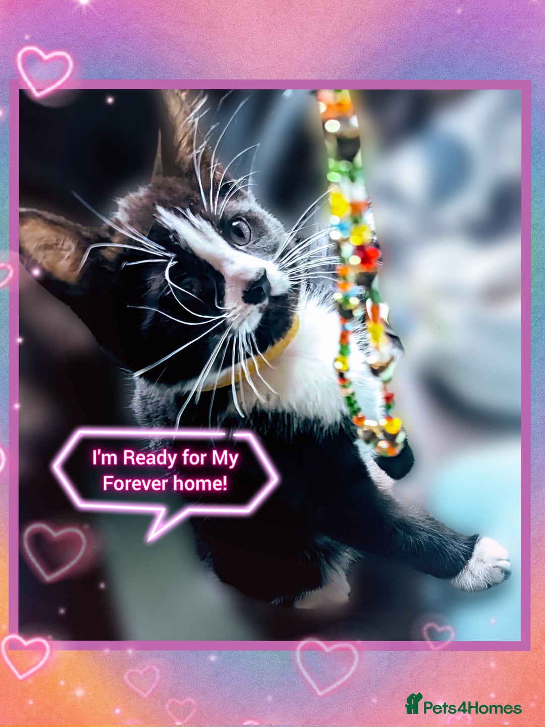Domestic Shorthair cats for sale: Our last Girl, Playfull & loving, Well handled* - Image 1