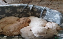 Golden Retriever dogs for sale: KC Registered Golden Retriever Pups - Image 4