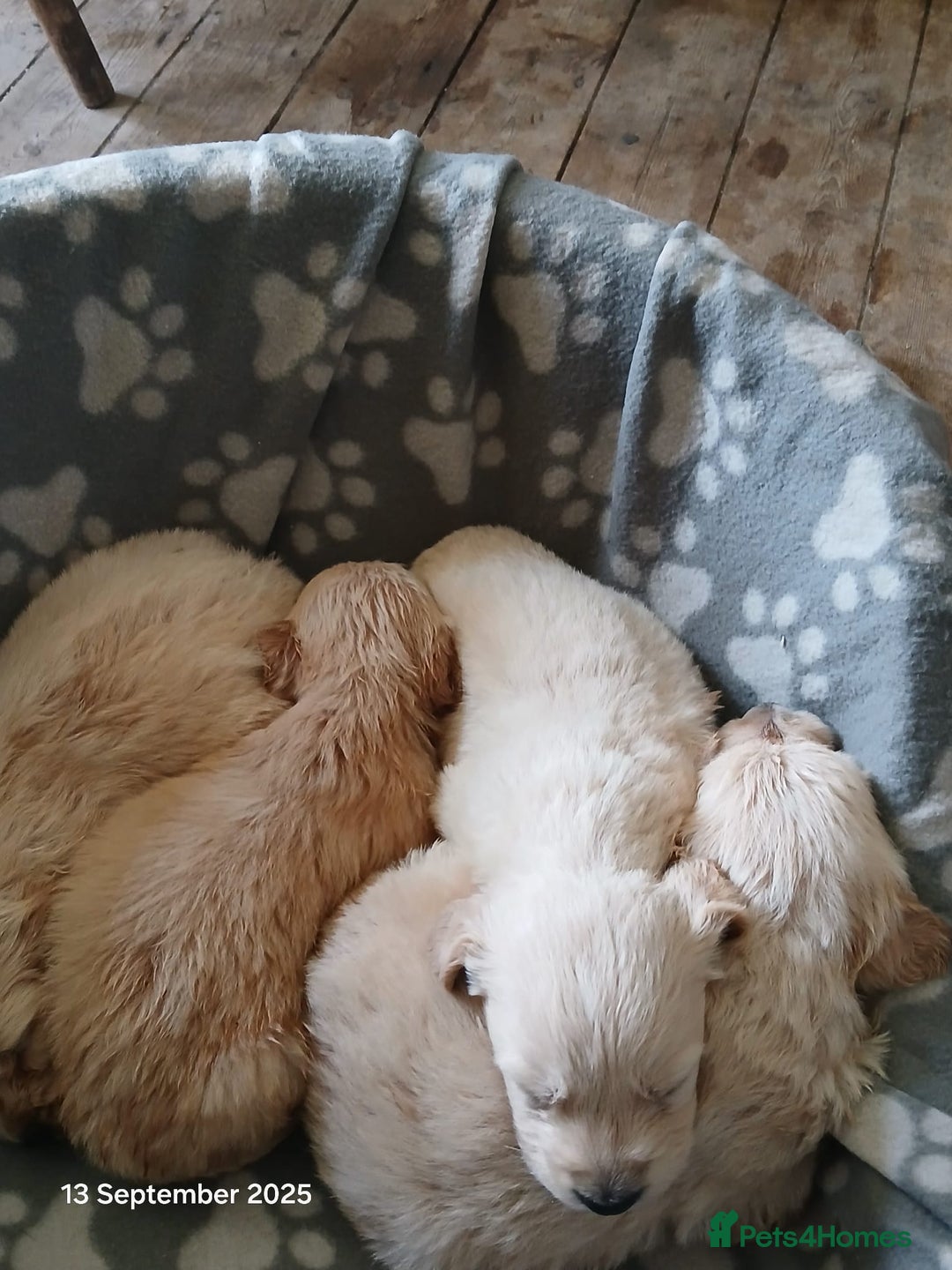 Golden Retriever dogs for sale: KC Registered Golden Retriever Pups - Image 4