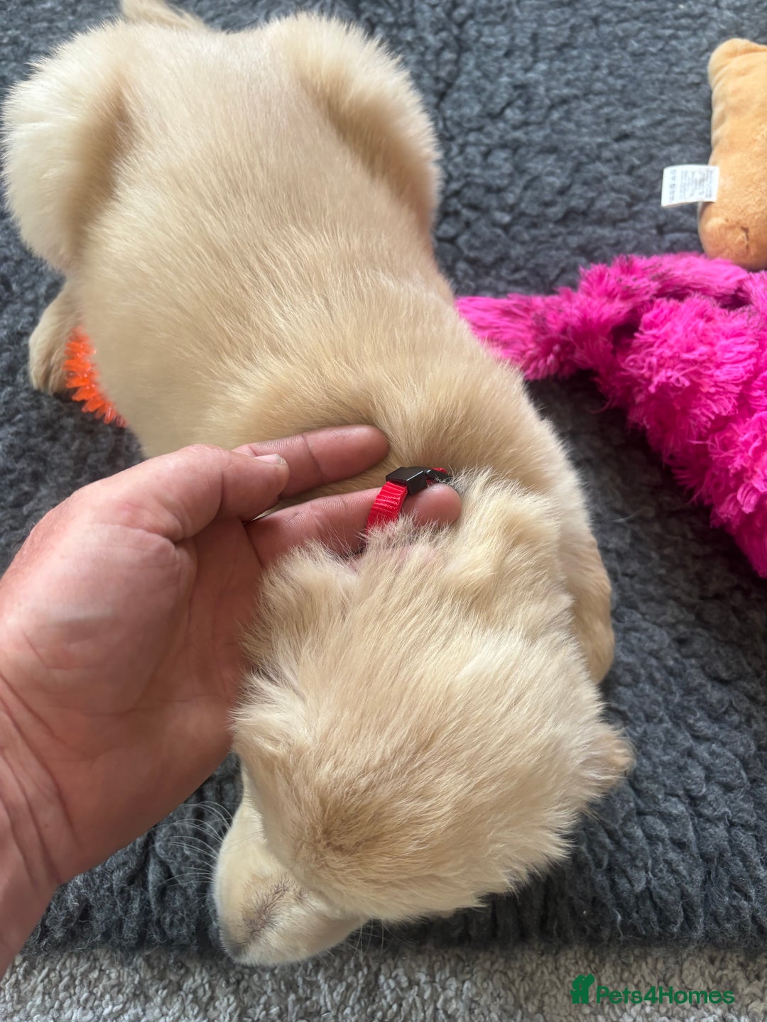 Golden Retriever dogs for sale: Beautiful Golden Retriever puppies - Image 17
