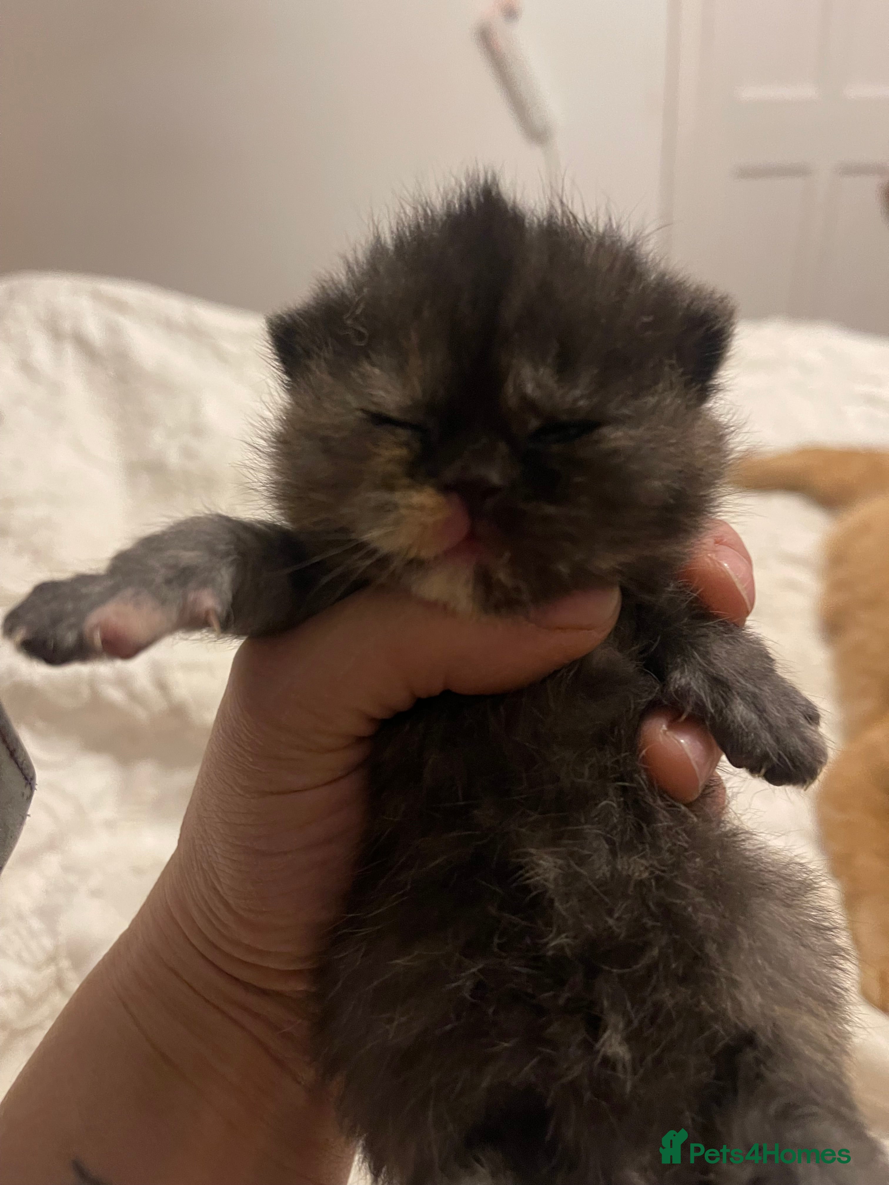 British Shorthair cats Exceptional litter of GCCF British shorthairs - Advert 11