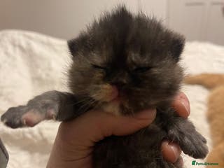 British Shorthair cats Exceptional litter of GCCF British shorthairs - Advert 11