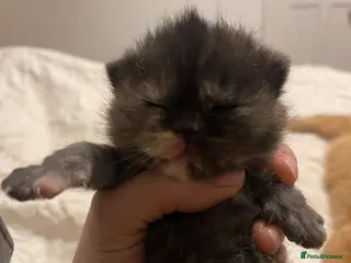 British Shorthair cats Exceptional litter of GCCF British shorthairs - Advert 2