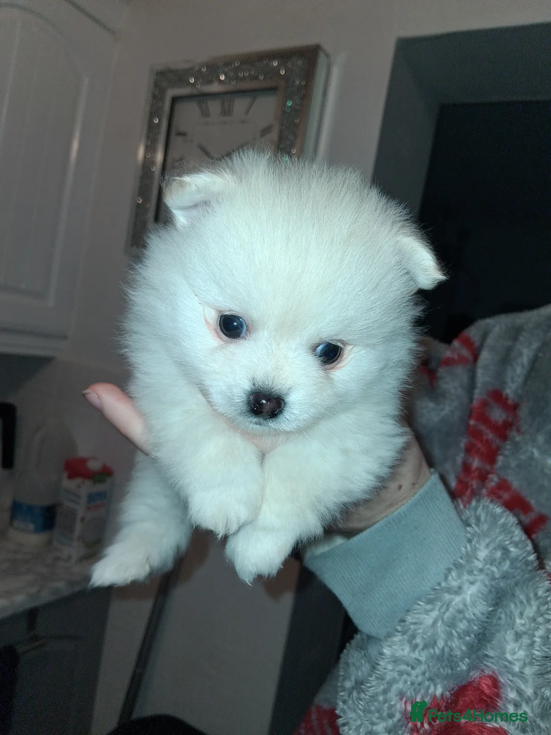 Pomeranian dogs for sale: 💖RARE PURE WHITE POMMERAINIAN💝 - Advert 10