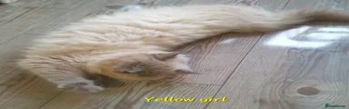 Yellow collar girl - Mink blue point