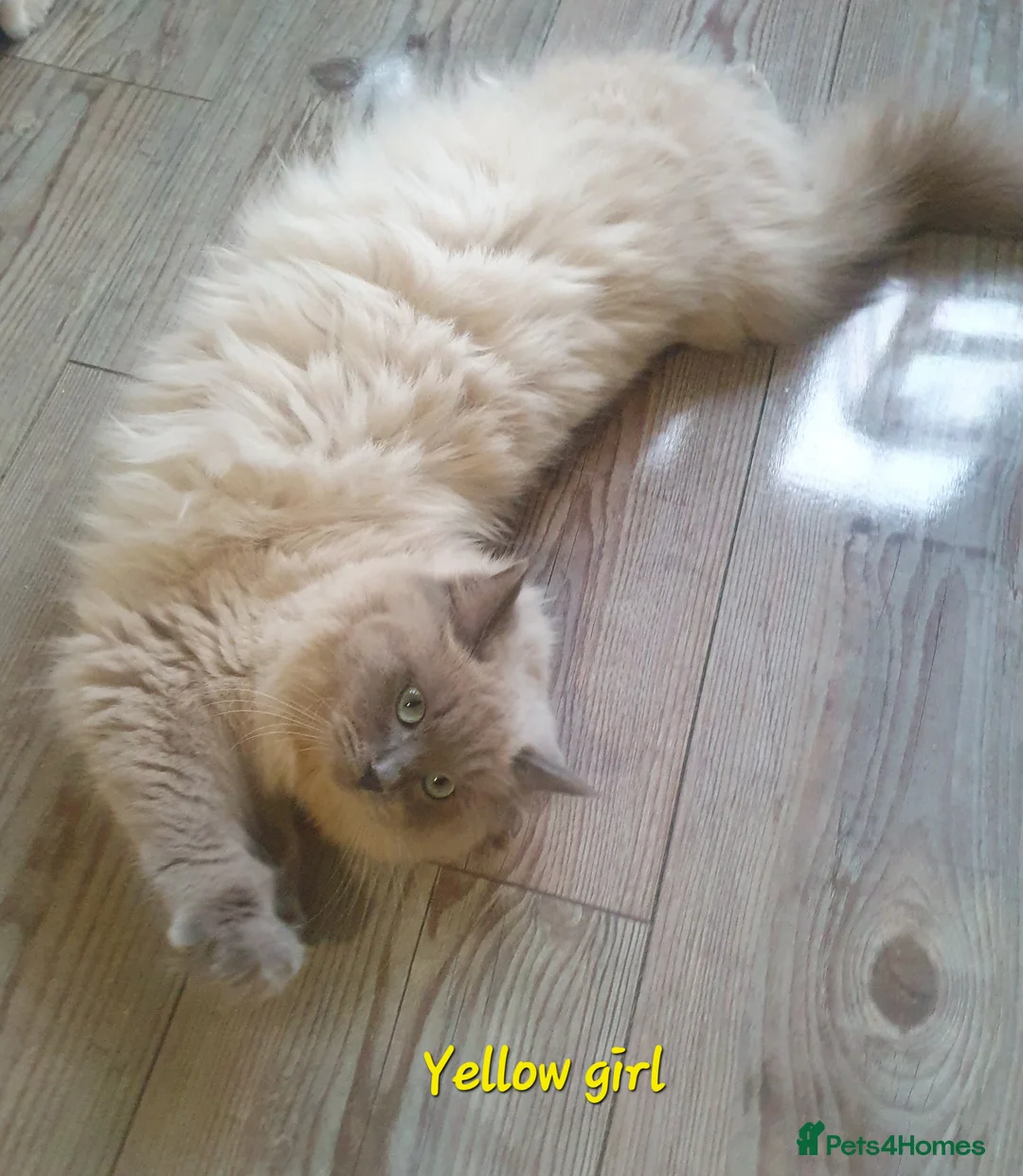 Ragdoll cats for sale: Sweet&Playful ragdolls - Advert 37