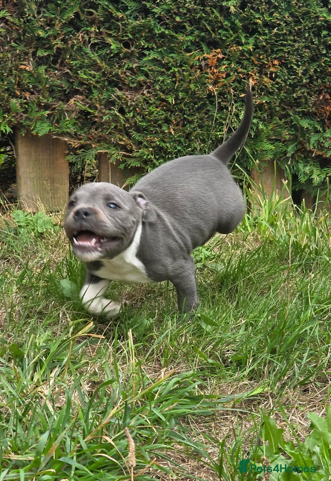 Staffordshire Bull Terrier dogs Valglo Sired, KC Reg, BVA Eyes, HC, L2HGA Clear. - Advert 13