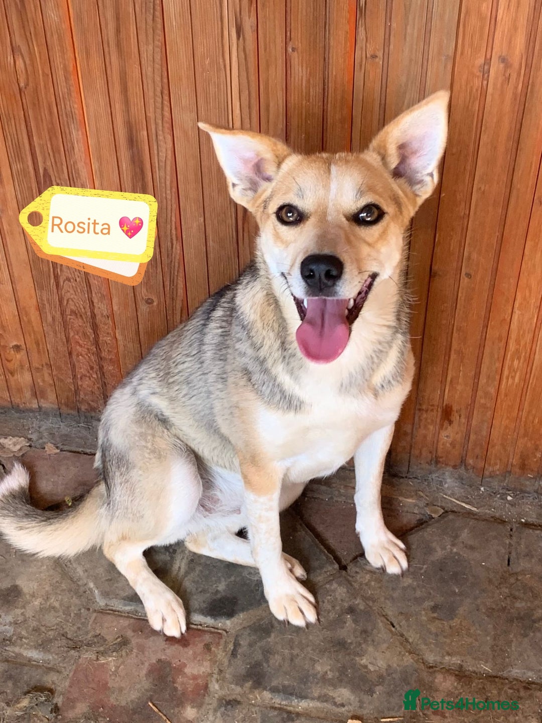 Mixed Breed dogs for adoption: 💖🐶 ROSITA 🐶💖 - Image 1