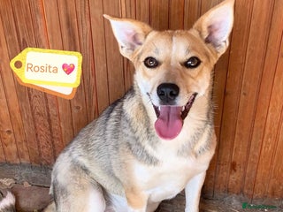 Mixed Breed dogs - Advert 4
