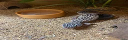 Leopard Gecko reptiles for sale: 🦎 TWO FEMALE LEOPARD GECKOS + STARTER KIT 🦎 in Horley - Advert 5