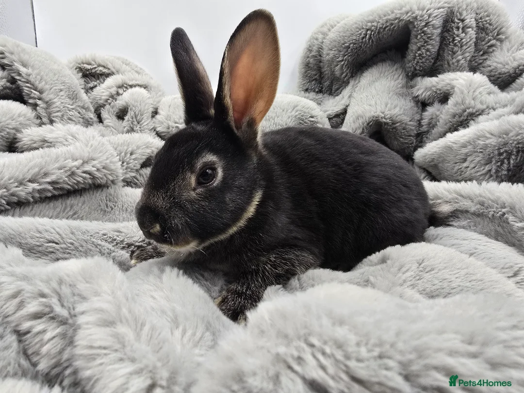 Rex rabbits for sale: Showline Black Otter Standard Rex - Advert 14