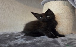 Maine Coon cats for sale: TICA REGISTERED MAINE COON KITTENS - Image 29