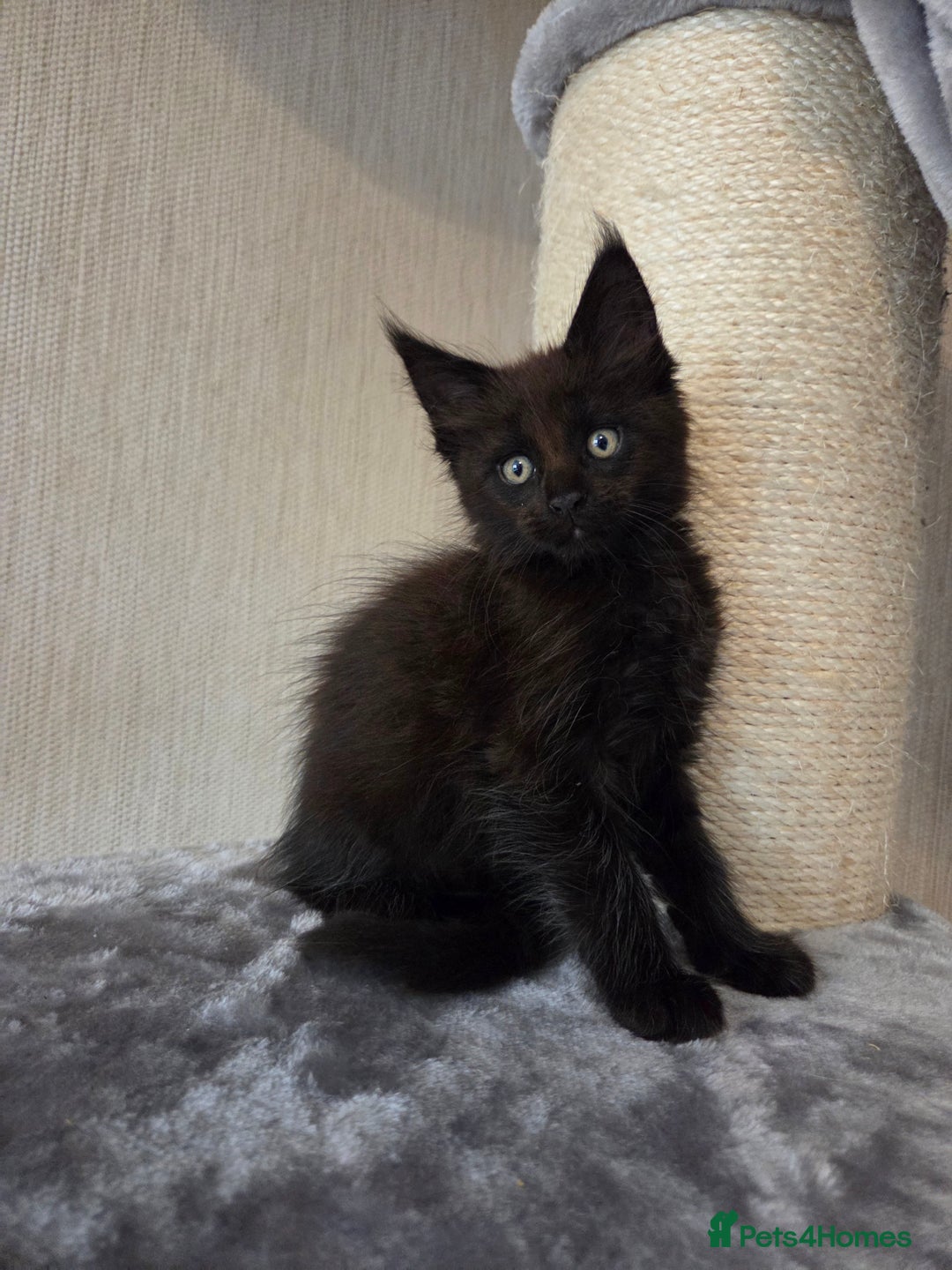 Maine Coon cats for sale: TICA REGISTERED MAINE COON KITTENS - Image 29