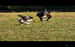 Mixed Breed dogs for sale: For adoption - Image 3
