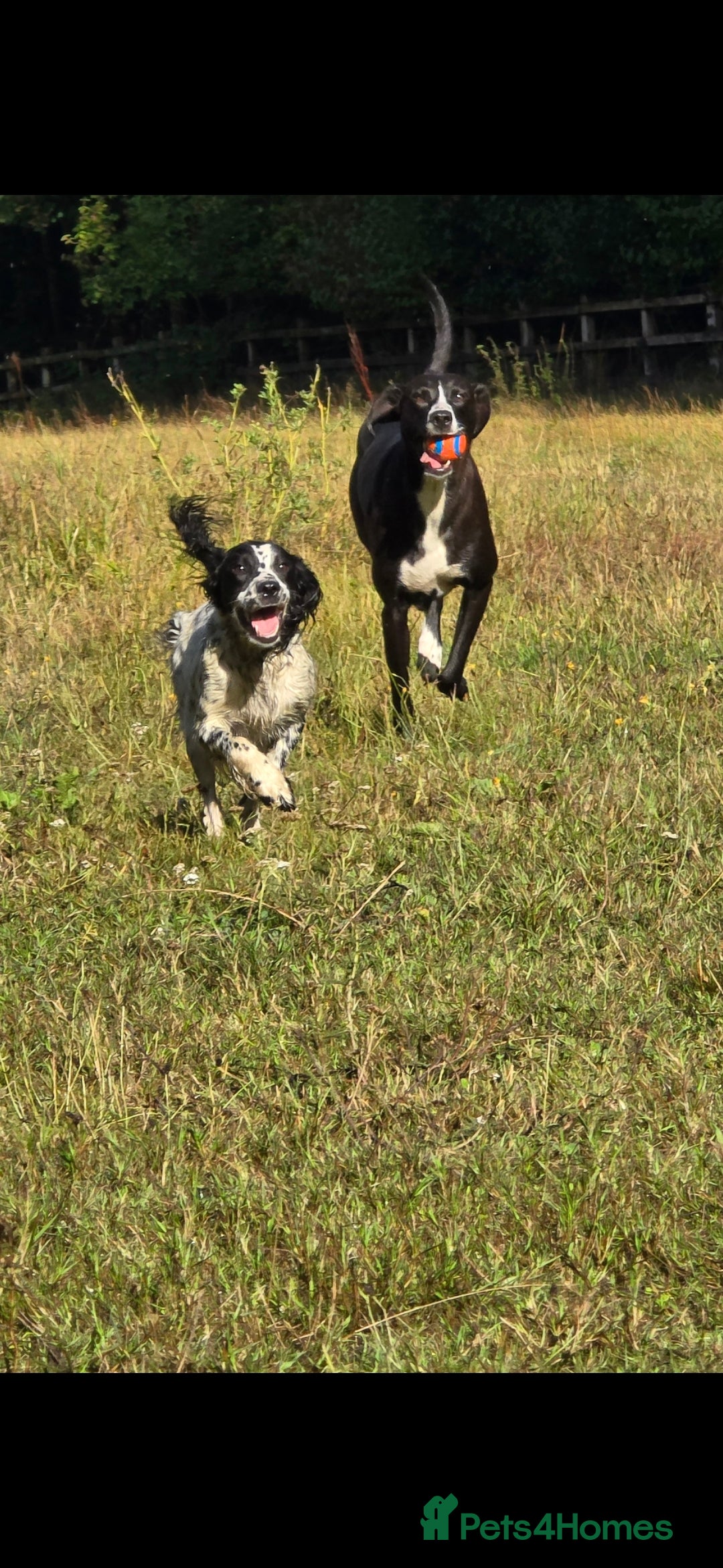 Mixed Breed dogs for sale: For adoption - Image 3