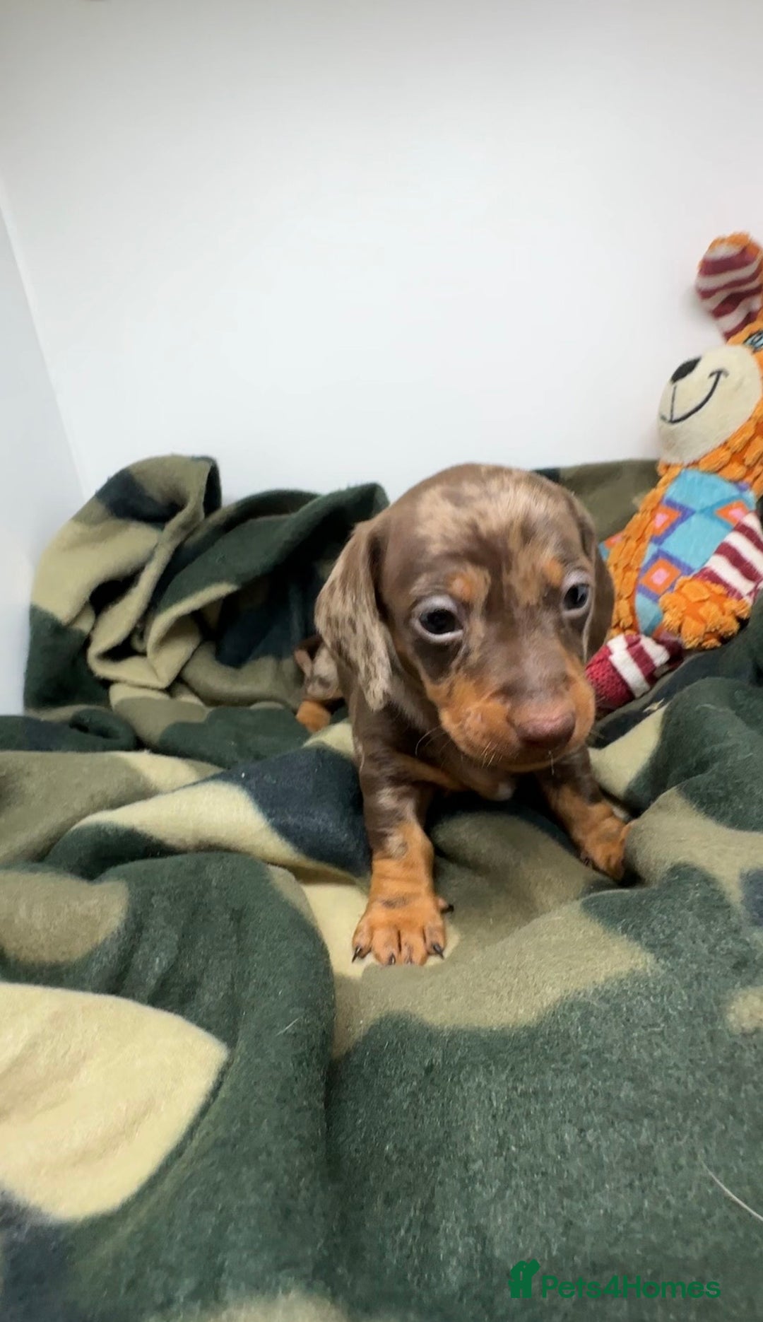 Miniature Dachshund dogs for sale: 3 Champion Line KC Miniature Dachshund Puppies  - Advert 6