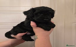 Cavapoo dogs for sale: Cavapoo puppies  - Image 15