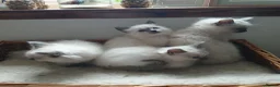 Ragdoll cats for sale: Blue point Ragdoll kittens  in Dingwall - Advert 5