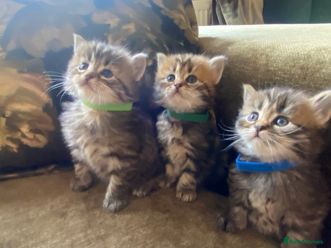 Bengal cats for sale: ‼️ RESERVED  ‼️Bengal x Persian  - Image 9