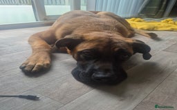 Mixed Breed dogs for sale: Belgian mali x Cane Corso - Image 7