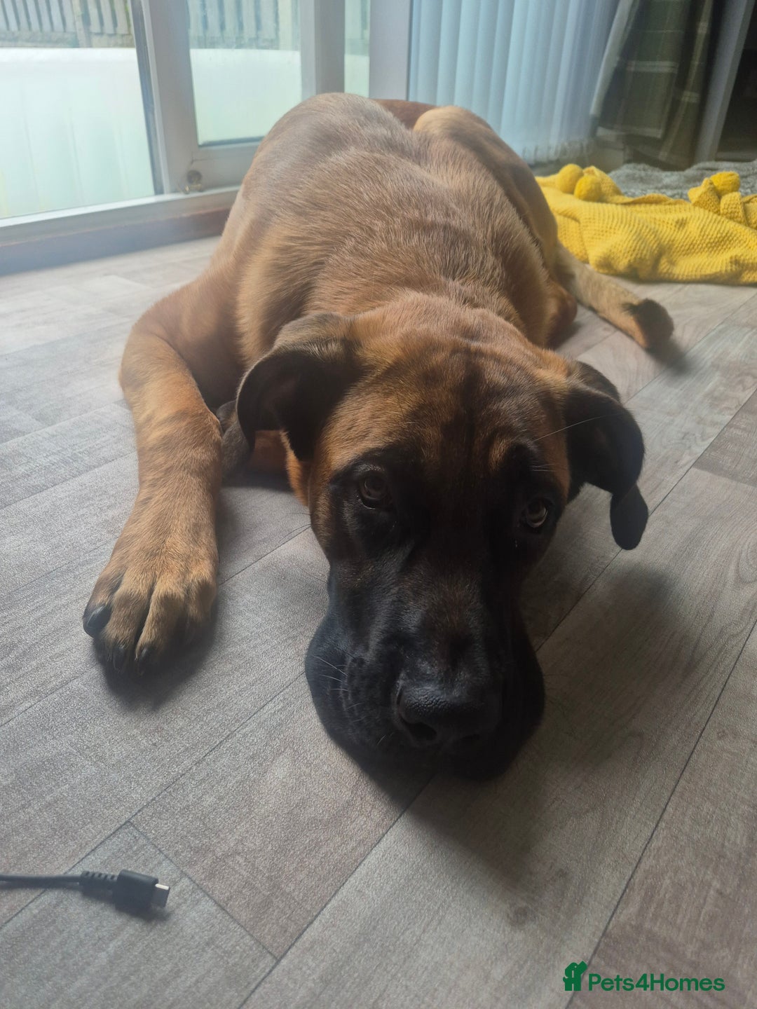 Mixed Breed dogs for sale: Belgian mali x Cane Corso - Image 7