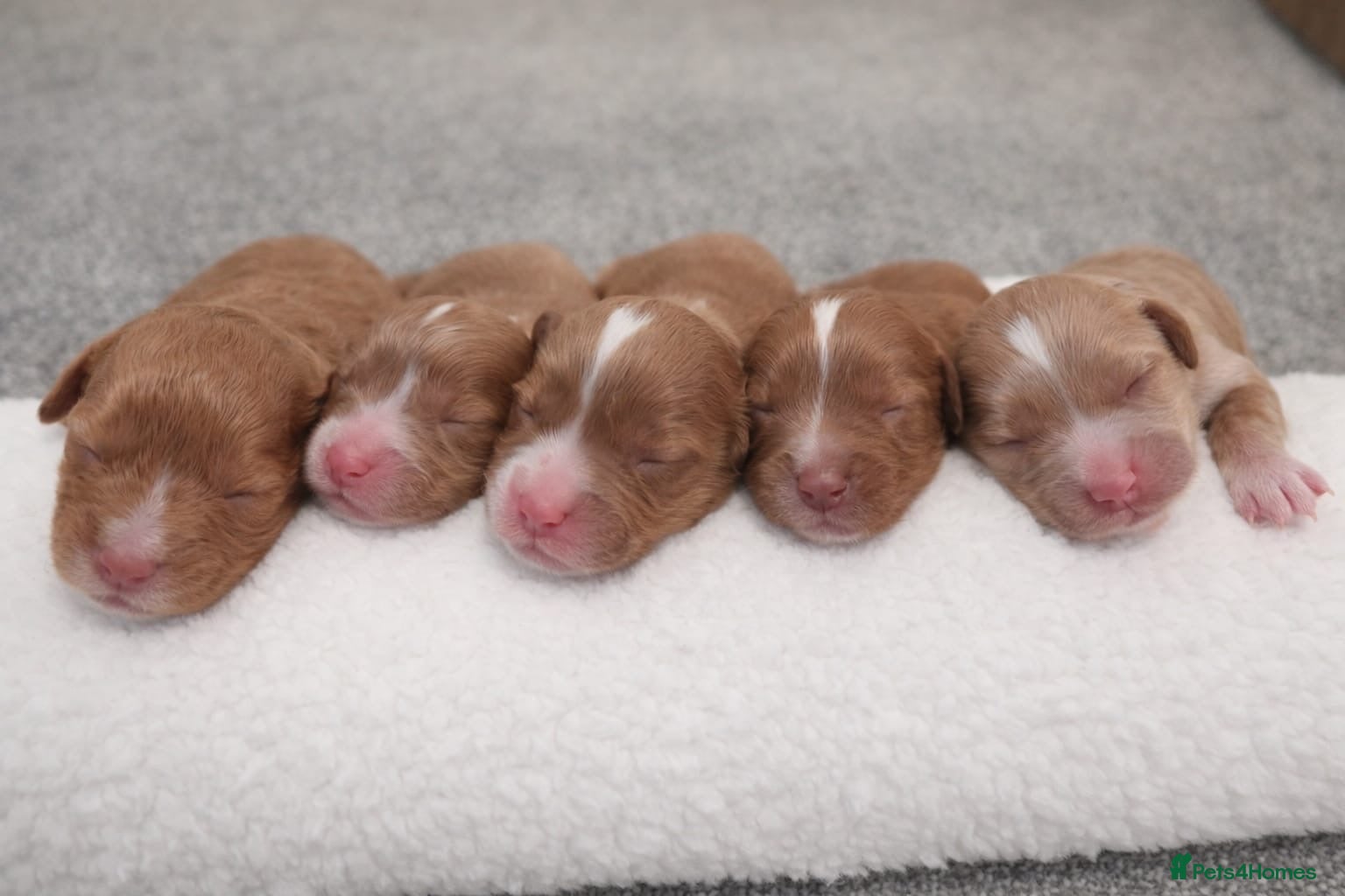 Cavapoo dogs Amazing quality Cavapoos  - Advert 10