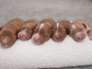 Cavapoo dogs Amazing quality Cavapoos - Advert 10