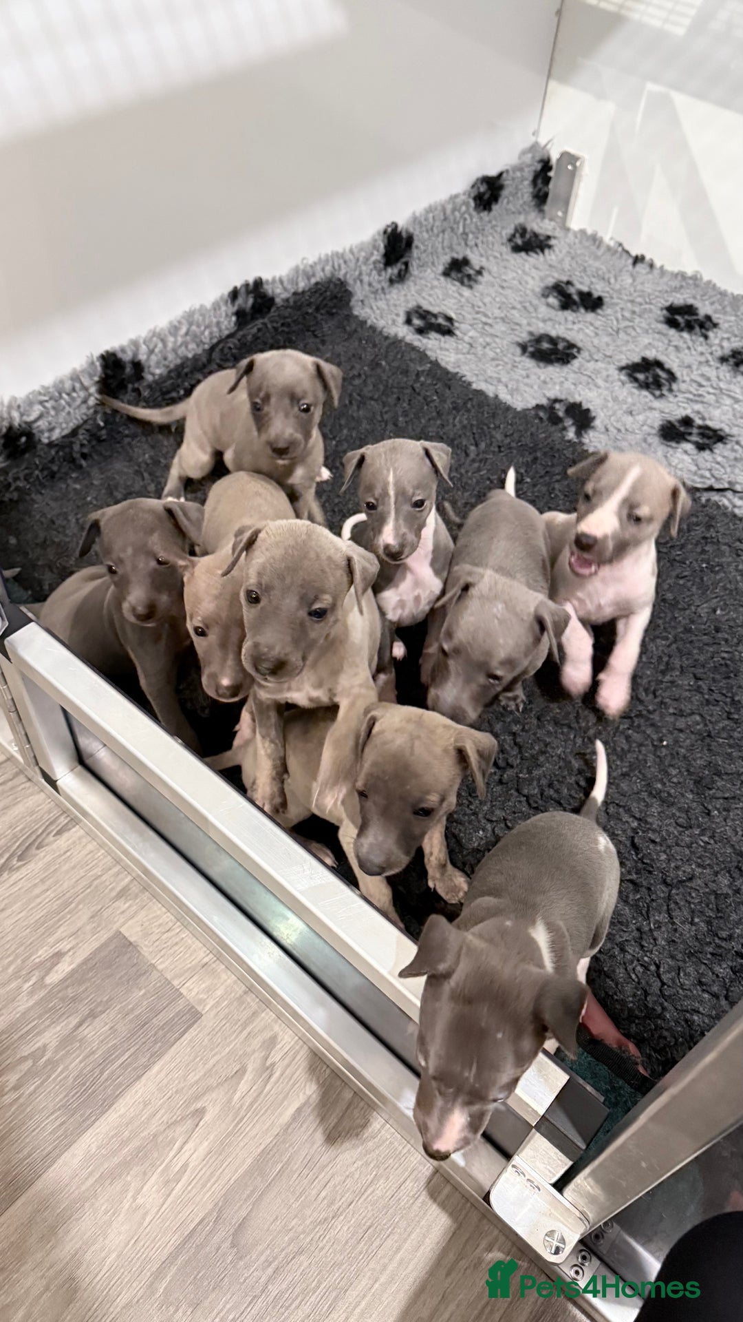 Whippet dogs for sale: OUTSTANDING PRESTIGIOUS LAGUNA BLUE WHIPPETS! KC - Image 29
