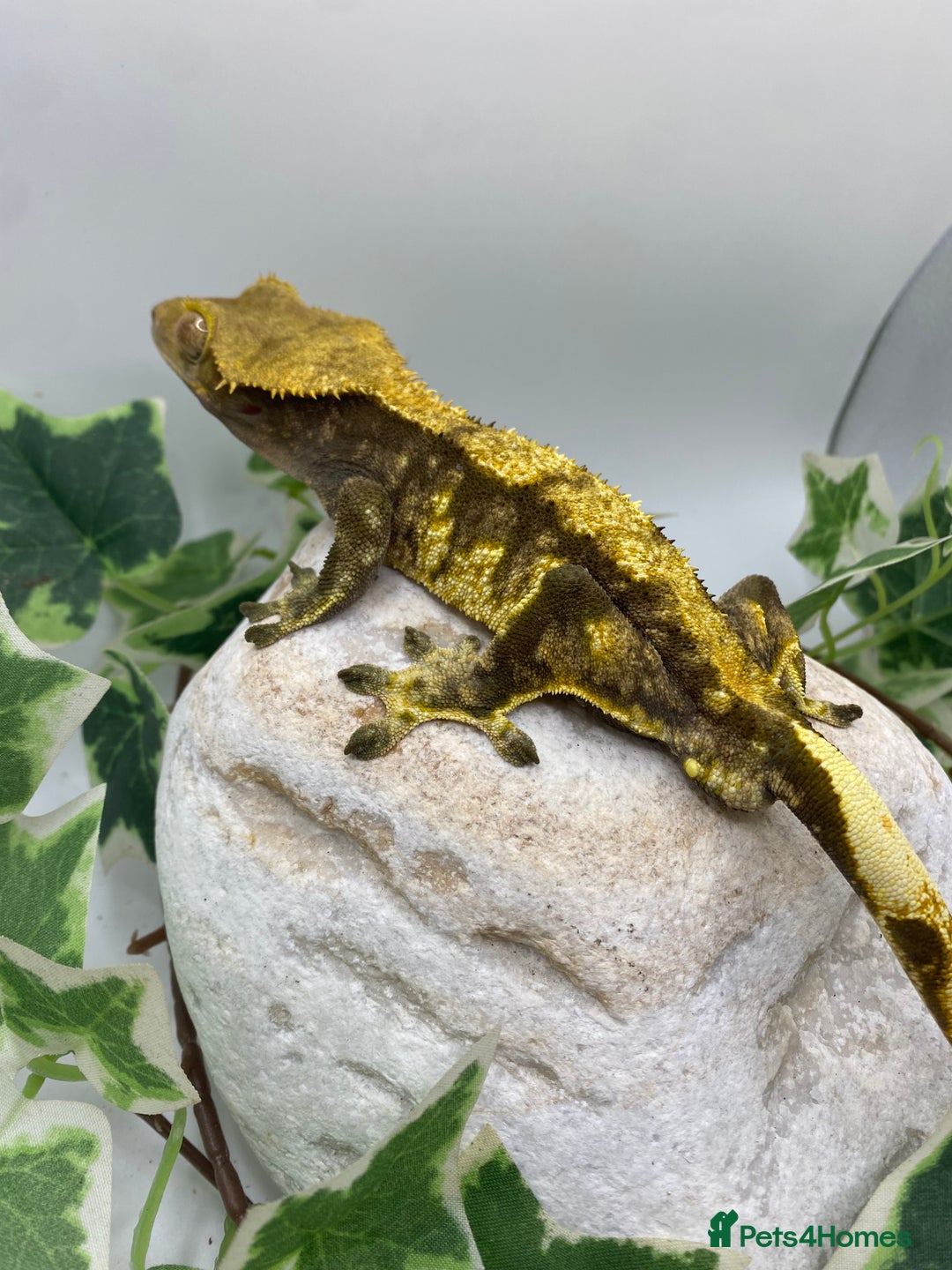 Gecko reptiles for sale: Dark based male harlequin - Image 3