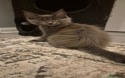 Maine Coon cats for sale: Maine Coon kittens Glasgow  - Image 32