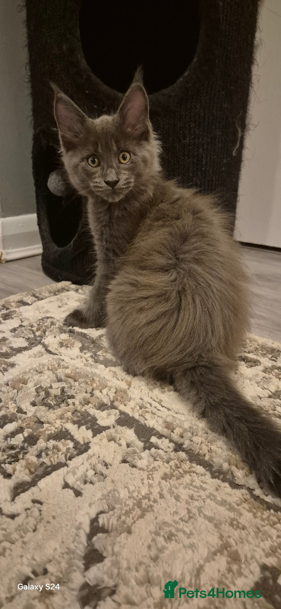 Maine Coon cats for sale: Maine Coon kittens Glasgow  - Image 32