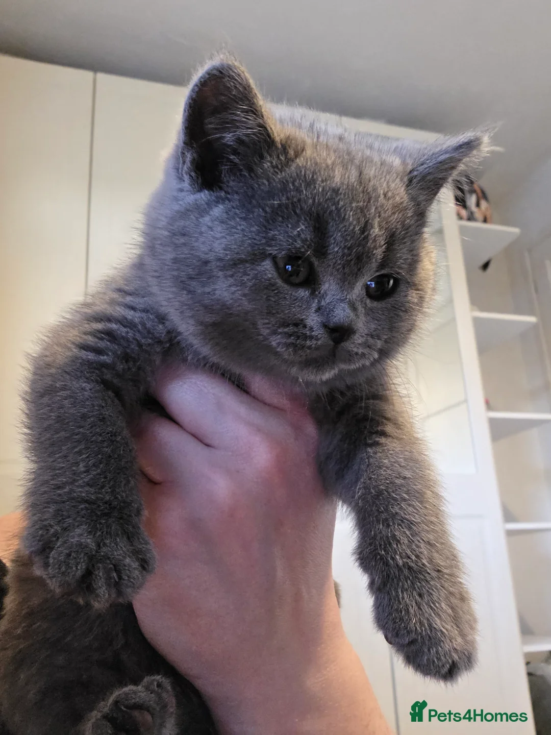 British Shorthair cats for sale: 🐱BRITISH SHORTHAIR🐱 - Advert 16