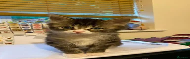 Ragdoll 1