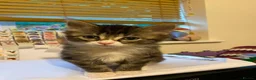 Ragdoll cats for sale: Ragdoll cross kittens in Andover - Advert 9