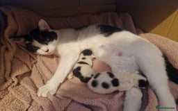 Mixed Breed cats for sale: 2 beautiful kittens  - Image 2