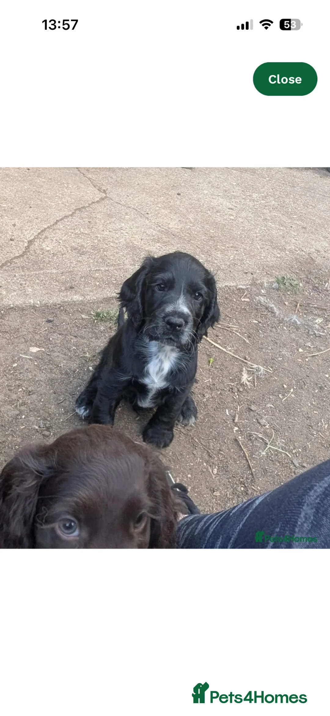 Cocker Spaniel dogs for sale: Beautiful loving boy - Advert 2