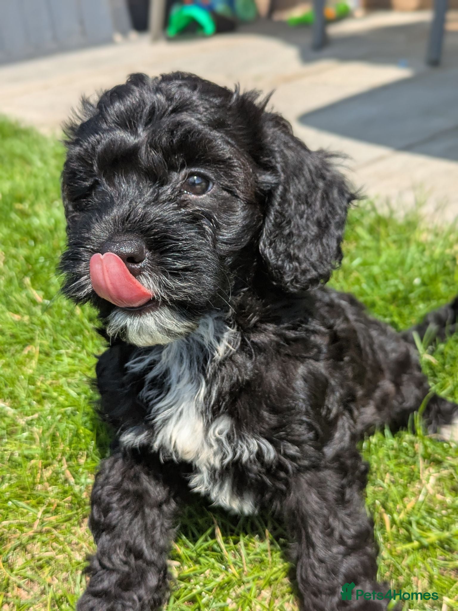 Cockapoo dogs F1 Miniature Cockapoos, Health Tested Parents - Advert 1