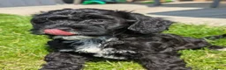 Cockapoo dogs for sale: F1 Miniature Cockapoos, Health Tested Parents - Advert 1