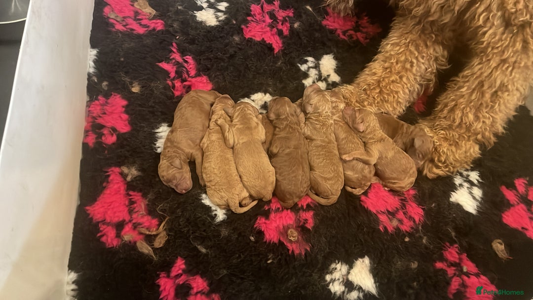 Goldendoodle dogs for sale: Dark red multigenerational standard Goldendoodle - Image 2