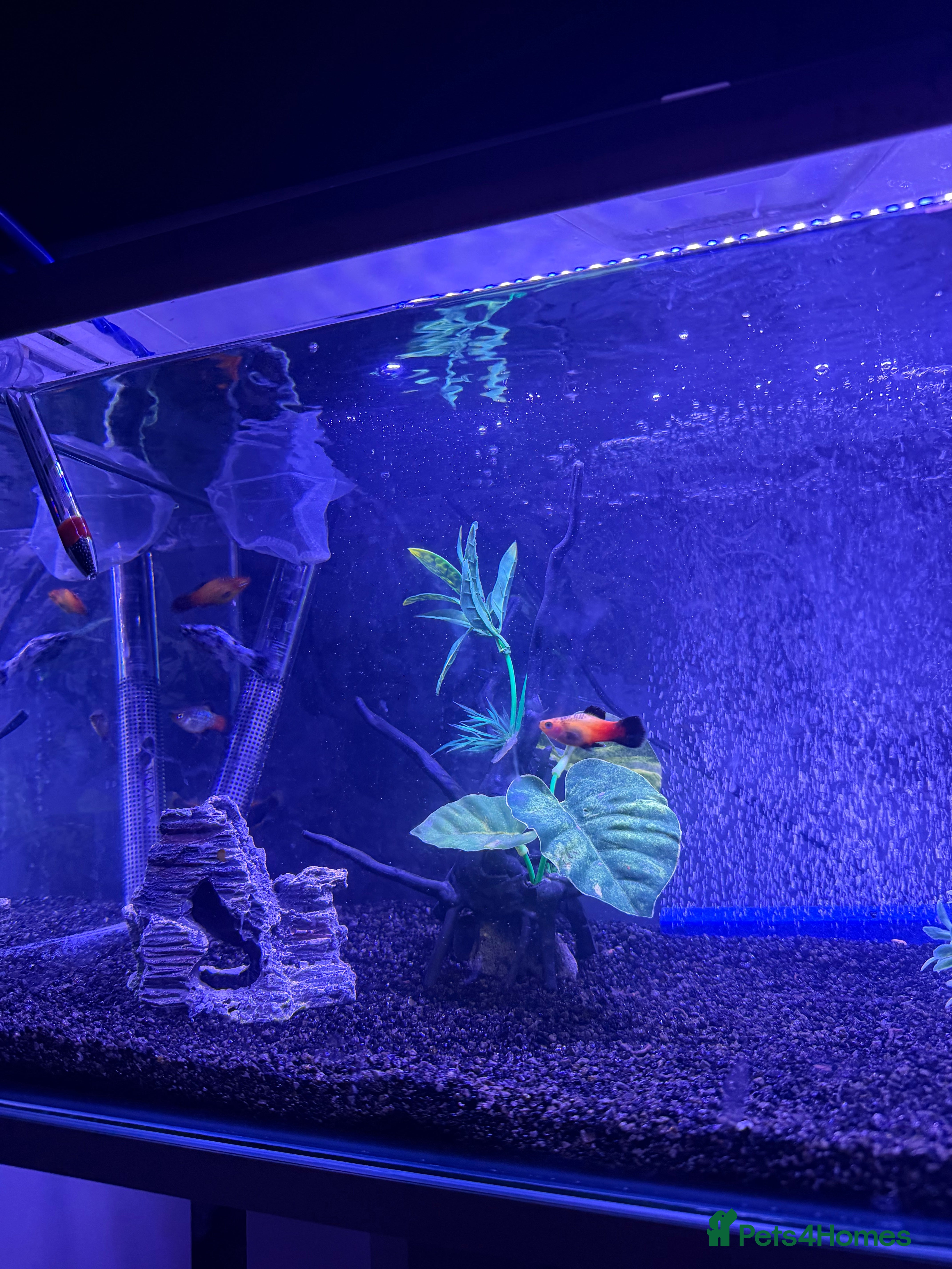 Platies fish Platy fish  in Stockport - Advert 3